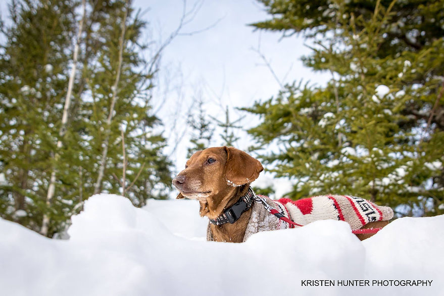 ACDR Alumni dog Fenwick