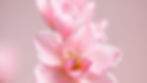 a beautiful pink pastel with flower.jpg