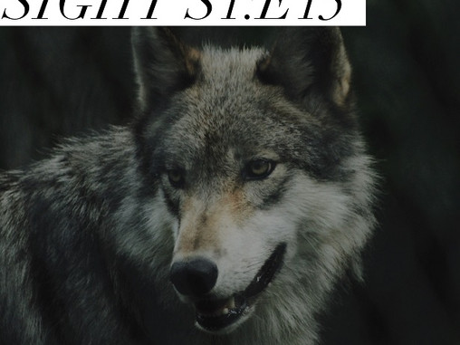 Sight - S1 : E15
