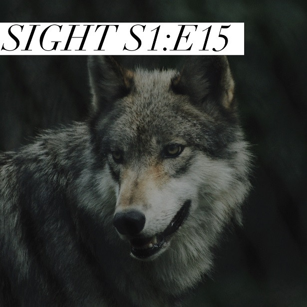 Sight - S1:E15 - Wolf