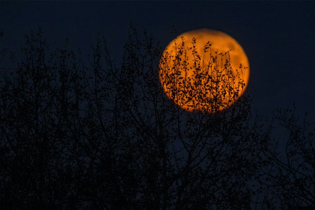 Photo of harvest moon through the trees. In this dispatch: A German tourist’s Loch Ness photo, a costumed Bigfoot in Maine, staring pets, an out-of-body lab test, and Lake Ontario’s 1882 guardian—plus The Perfectly Proper Paranormal Museum cozy mystery books.