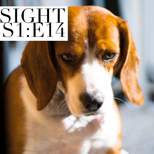 Sight - S1:E14 - Beagle