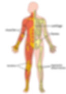 Musculoskeletal system