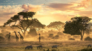 Porque todo mundo deveria fazer Safari?