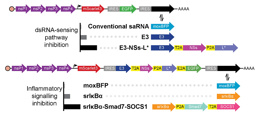 Self-amplifying RNA engineering