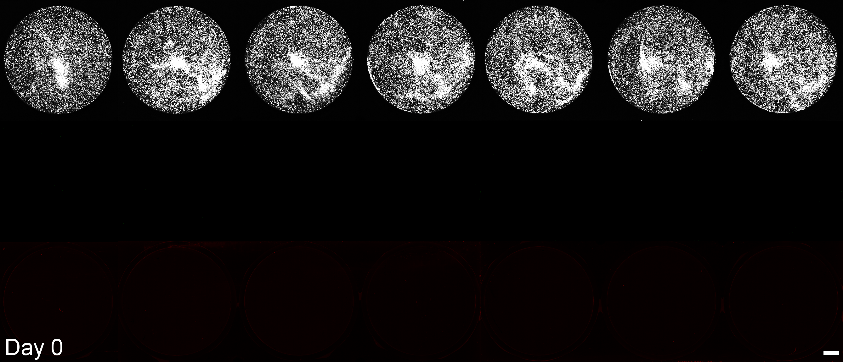 animation g1_2.gif