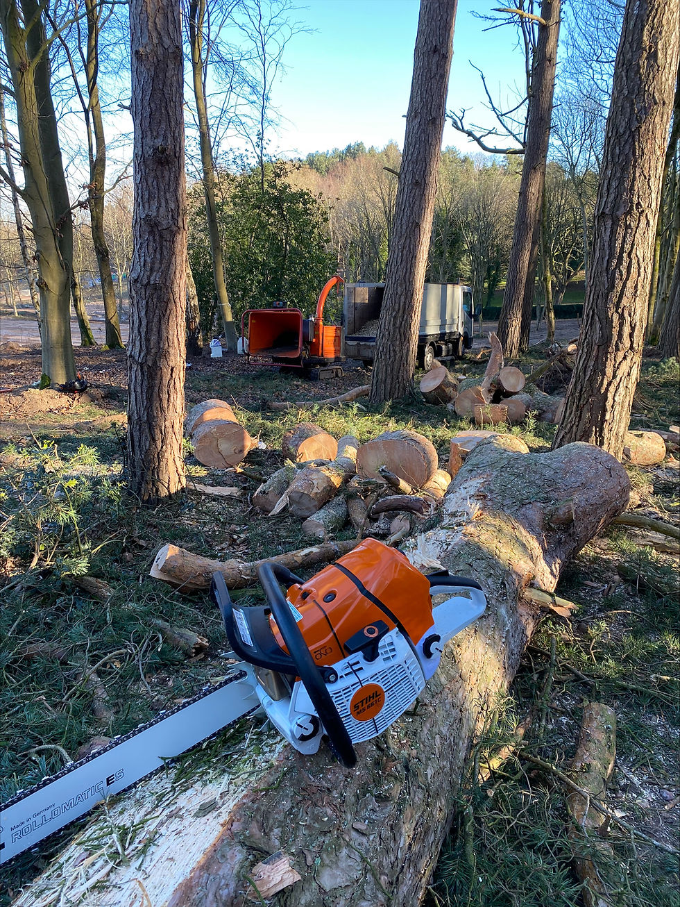 tree 7 661