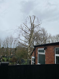 image1 (2).jpeg