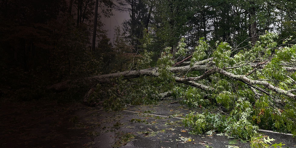 Downed tree from a hurricane blocking road _edited.jpg