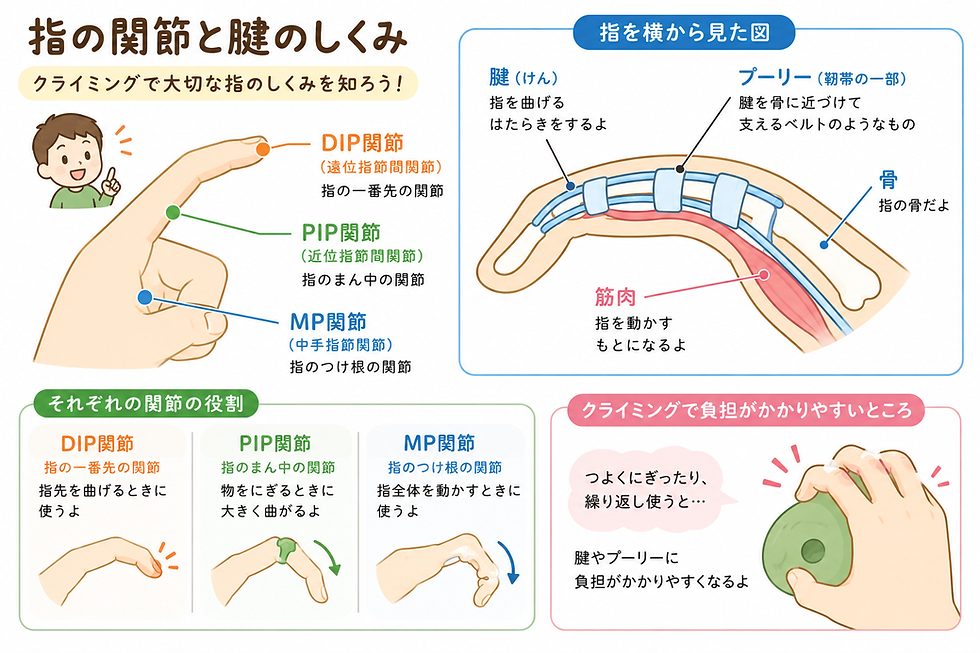 指の関節と腱の構造をイメージした図解
