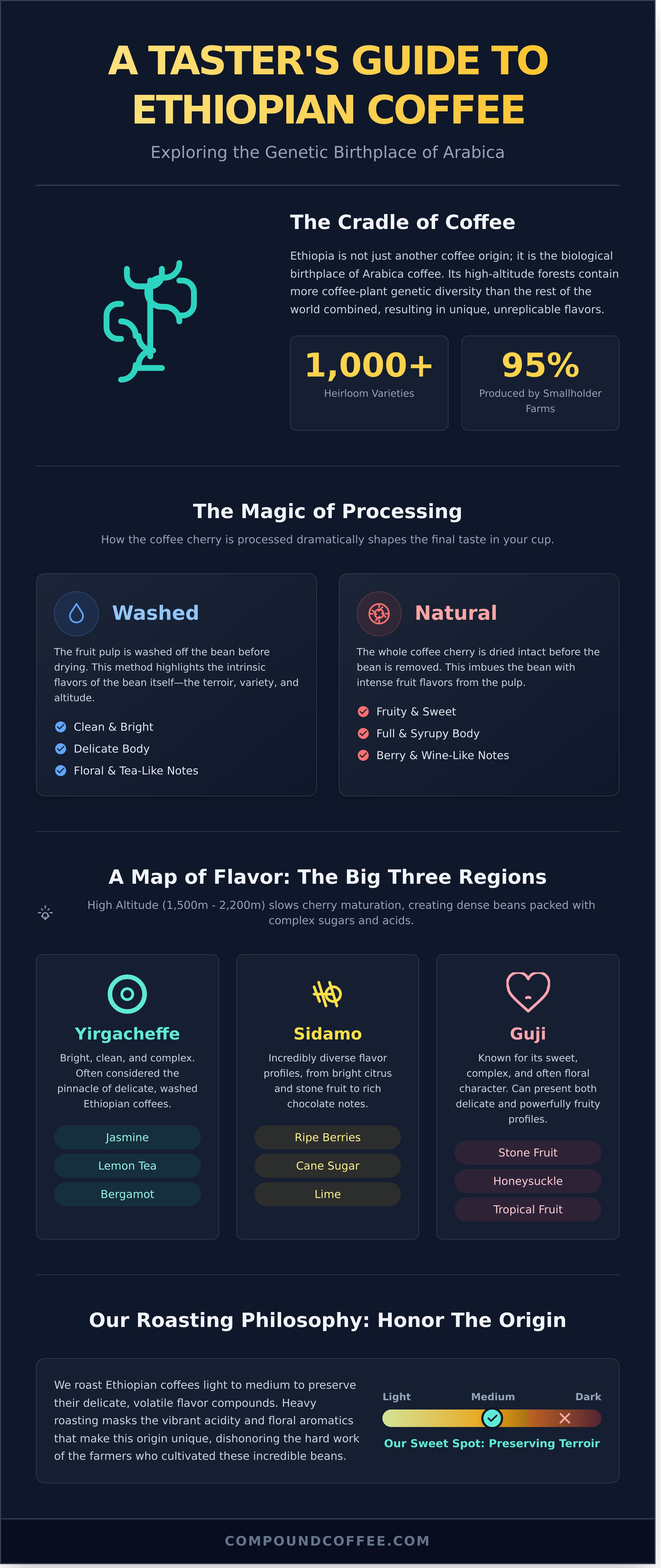 Ethiopian coffee beans infographic - visual guide