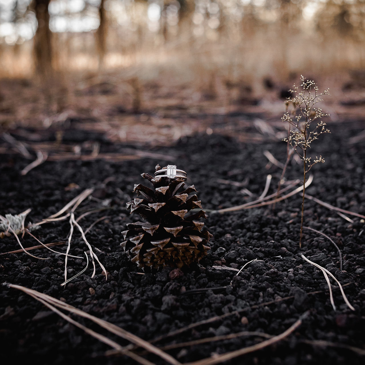 moody flagstaff forest engagement photographer