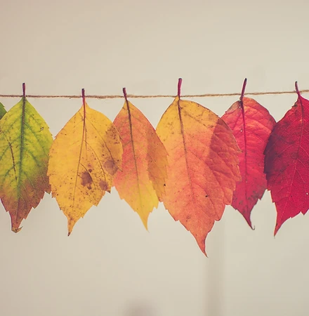 Befriending Grief: Cultivating Resilience with Loss