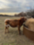 IMG_9707.jpeg