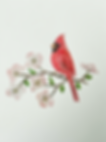 Refined-Red-Cardinal.png