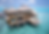 Five star overwater bungalows