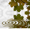 Feuilles et eau.png