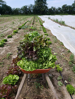A wheelbarrow sitting in a field. It's full of heads of lettuce