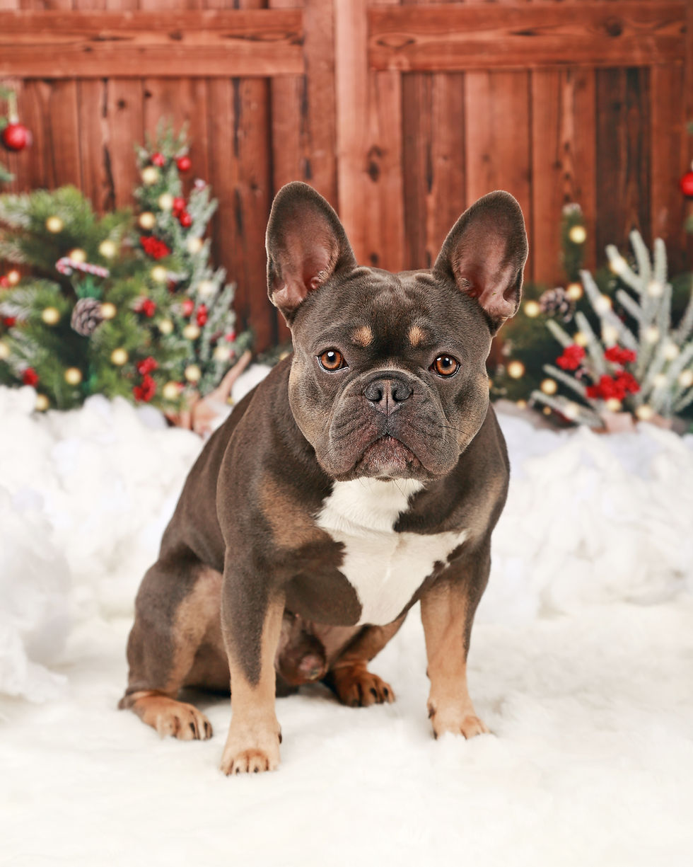 Thumbnail: Christmas Session, 25 minutes, 5 digital downloads - £100