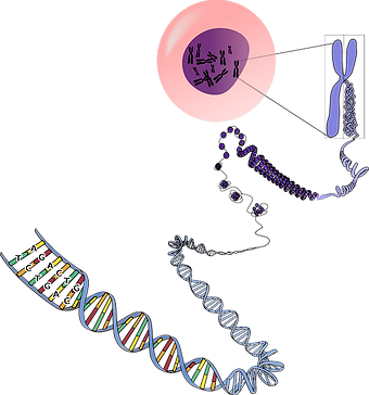 genetics-156404_640.png