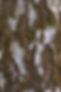 tree-bark.jpg