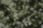 oak-tree-leaves.jpg