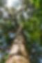tree-trunk.jpg