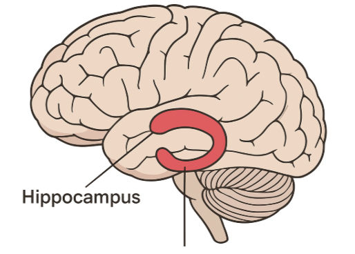 Meet the Hippocampus
