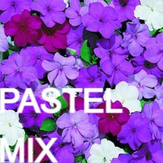 Thumbnail: Impatient, Mix- Flat