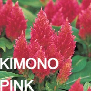 Thumbnail: Celosia, Kimono- Flat