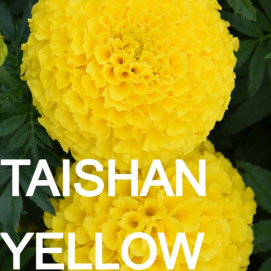 Thumbnail: Marigold, Large- Flat