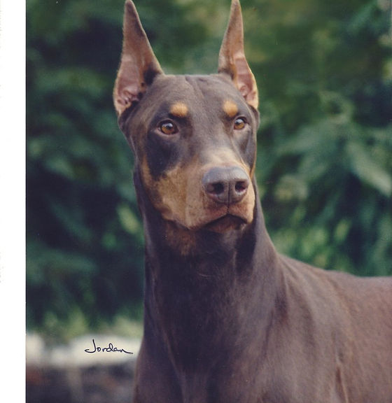 doberman brun de race pure