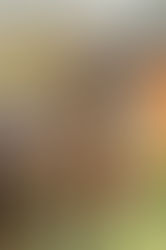 Ankum: De Royal placed