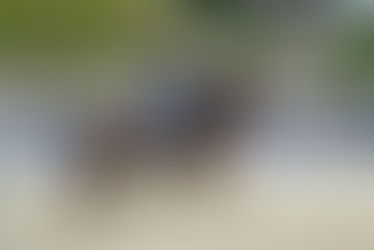 Road to Warendorf: 3 offspring of Bon Courage have qualified