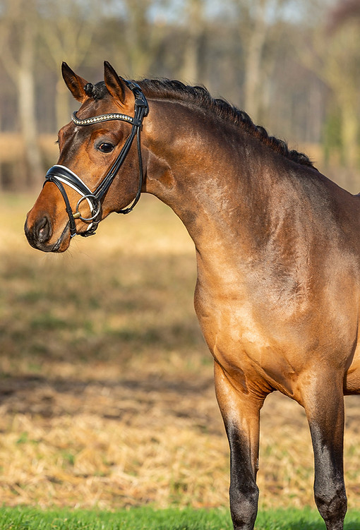 Don_Davidoff_Badbergen_22_TBE4481_EQUITARIS.jpg