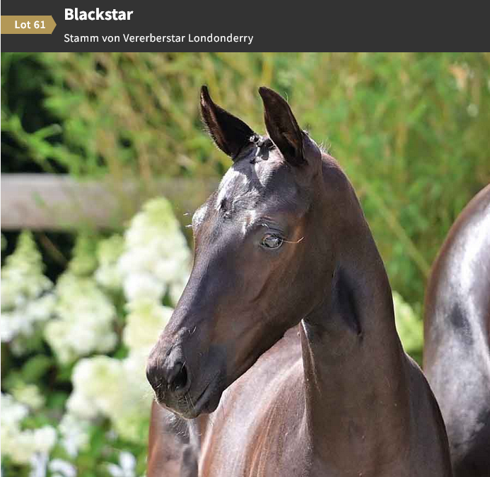 Foto: Oldenburger Verband