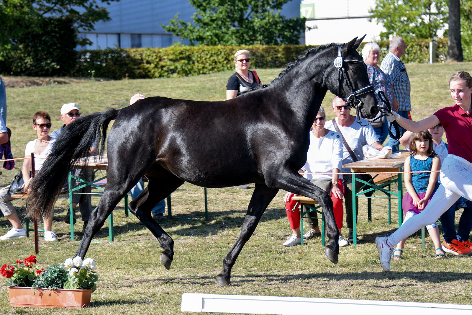 Dark_Glitzer_v_Don_Alonso_Speyksbosch-Nelson_631_2637_SCHROEDER.jpg