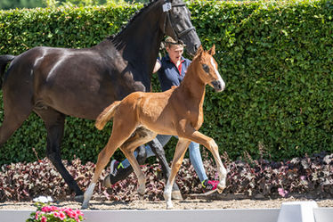 16_Hf_v_Bellany-Follow_Me_Lodbergen_22_TBE_7230_EQUITARIS.jpg
