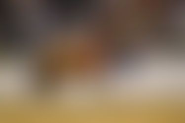 Oldenburger Siegerhengst Verbier begeistert