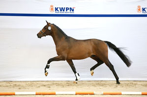 Ermelo/NED: For Romance OLD son selected for KWON Stallion Show