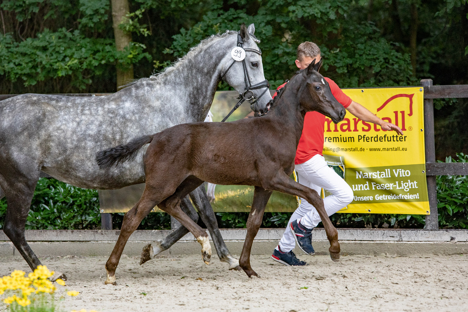 Waldfee_v_Danny_Zuko-Reitlands_Du_oder_Keiner_Dieter_Claus_22_MH0F7A9926.jpg