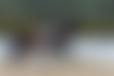 Ankum: Gute Platzierung für For Romance-Sohn