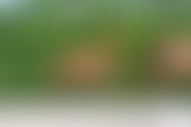 Lodbergen: Anmeldeschluss Fohlenprämierung