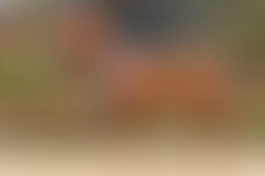 Münster-Handorf: Super Prüfung für Djacomo