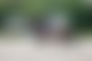 Ermelo/NED: Bronze für For Romance I OLD-Sohn