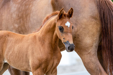58_Sf_v_Bellany-Borsalino_Lodbergen_21_TBE_385_EQUITARIS.jpg