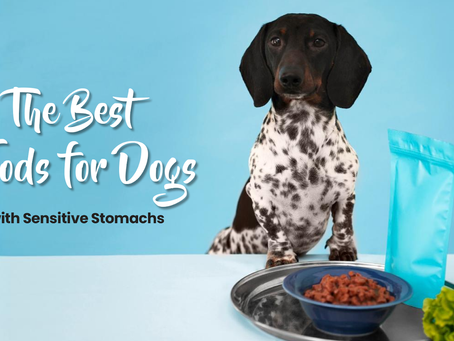 The Best Foods for Dogs with Sensitive Stomach