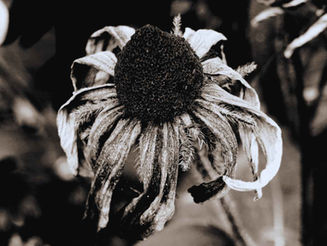 Tote Blume