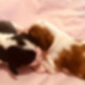 TriBlenheimPuppies230115.jpg