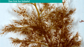 Seaweed field and microscopy course